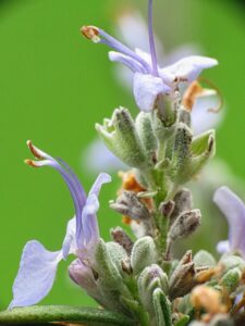 アロマ実技レポートの効果的な書き方とは？