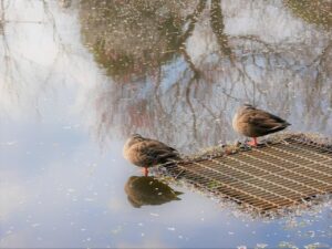 AEAJ JAA育休中の在宅学習におすすめの方法は？