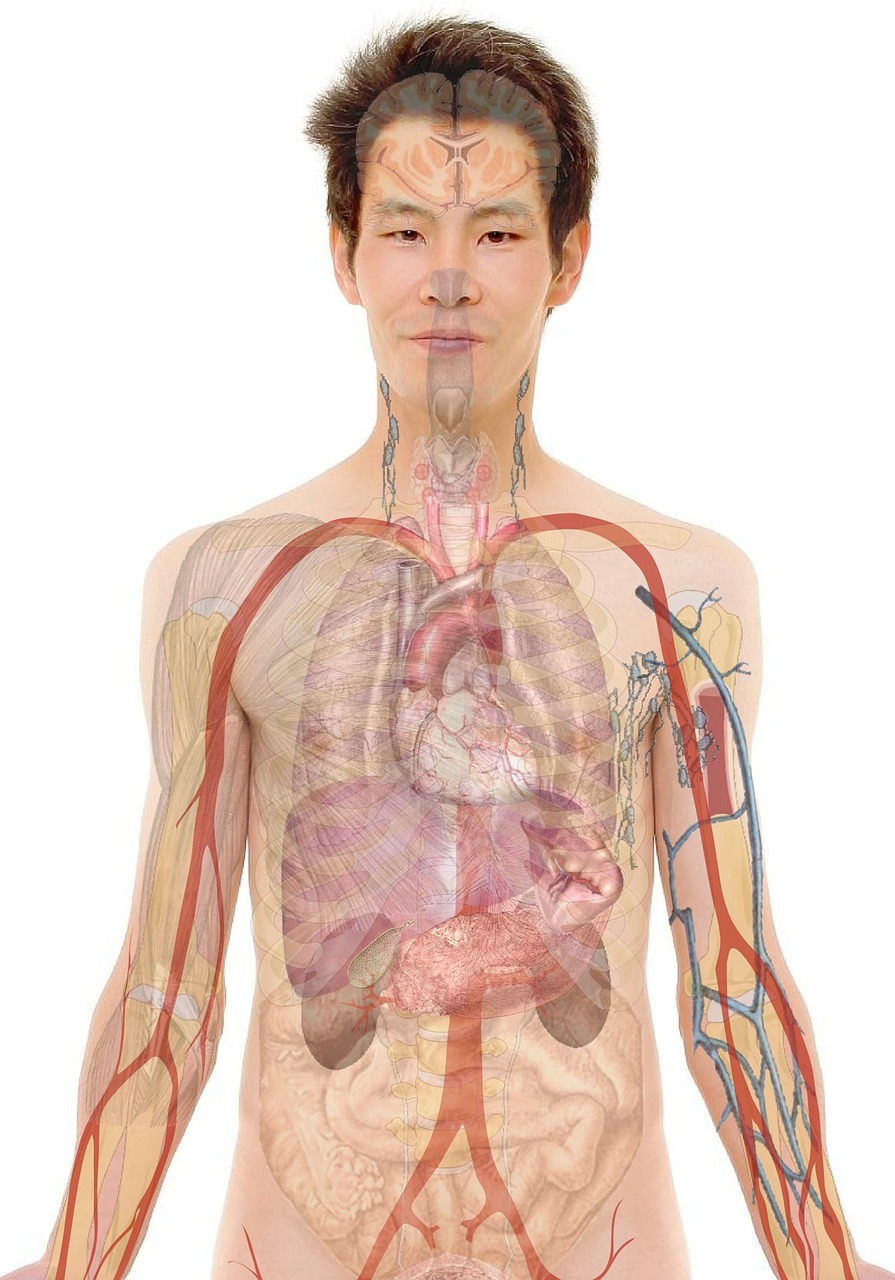 AEAJ精油学に基づく解剖と生理の理解はどのように役立つのか？