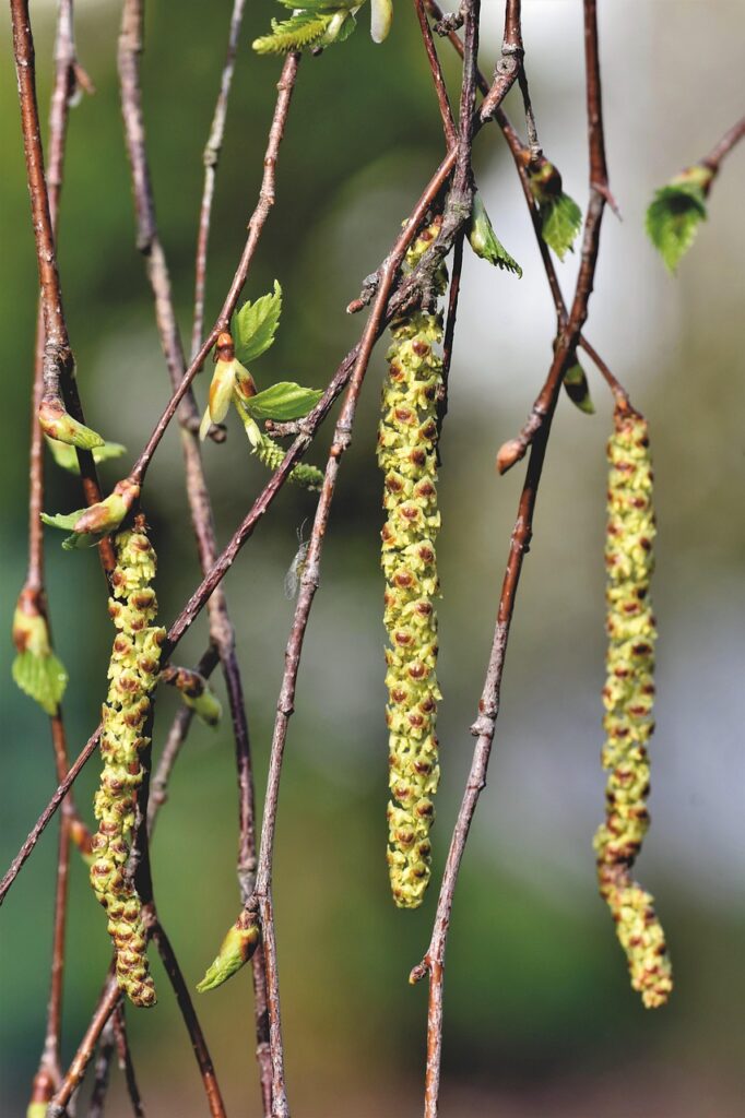 アロマによるアレルギー対策はどのように行うべきですか？