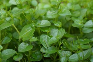 アロマセラピストの副業で成功するための秘訣は？