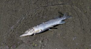 アロマ資格を取得するための費用はいくら？