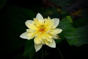 アロマ資格取得でキャリアアップを目指すには？