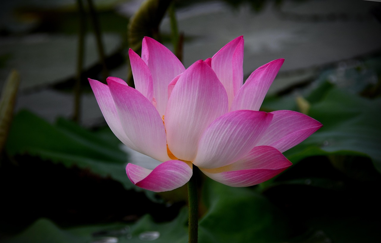 JAAアロマ資格の口コミを徹底調査した結果は？