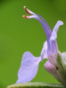 アロマ資格を活かせる仕事の一覧は？