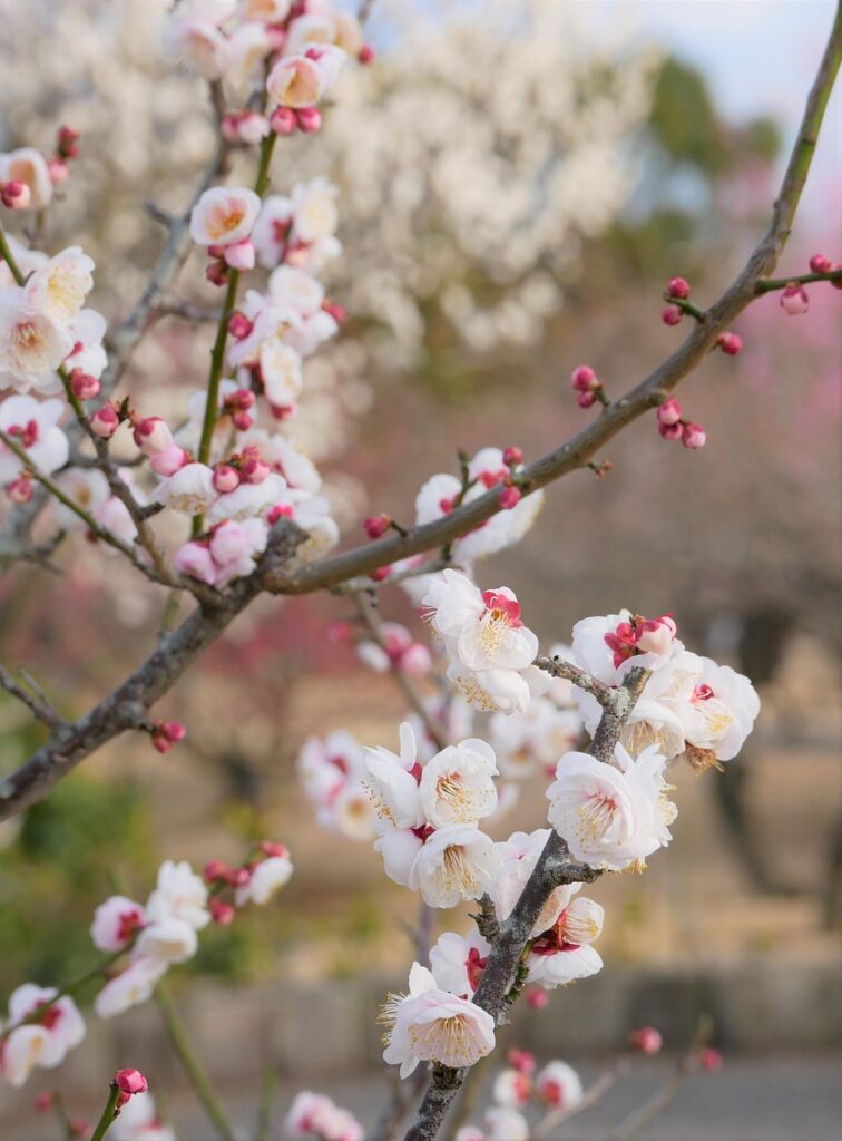 AEAJ JAAの学習スケジュールを効率的に組むには？