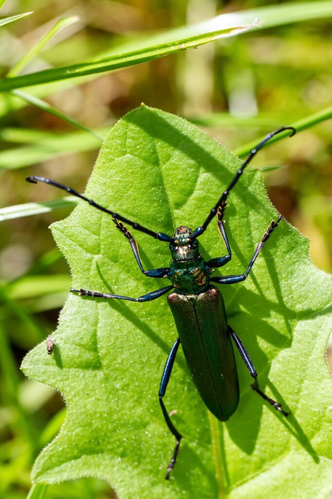 アロマ資格を取得することで人気の女性におすすめの職業は？