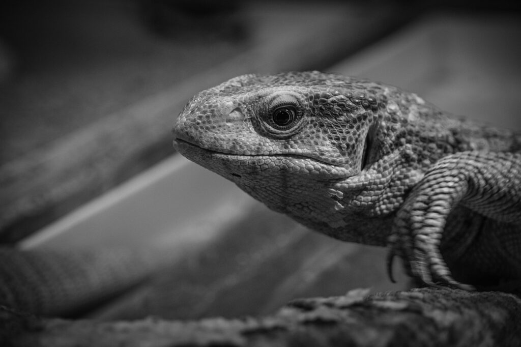 ダブル資格を取得することで得られる自分の強みは？