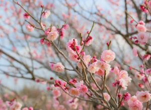 AEAJ JAAダブル学習の効果的な方法は？