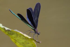 アロマコーディネーターを独学で学ぶにはどれくらいの時間が必要？